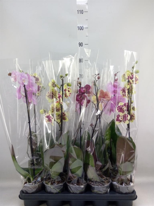 <h4>Phalaenopsis   ...mix</h4>