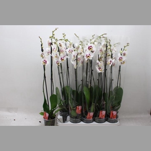 PHAL OV
