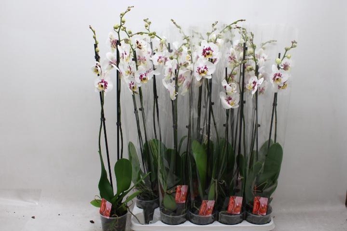 <h4>PHAL OV</h4>