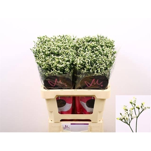 LIM SIN SEN P COLADA