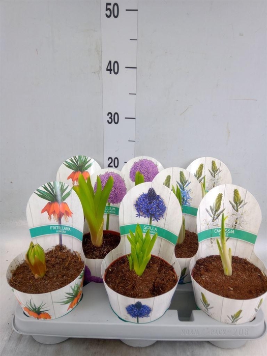 <h4>Bolbloemen   ...mix</h4>