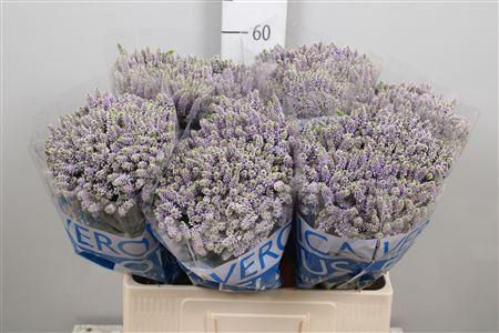 VERONICA  'SMART SPLASH'