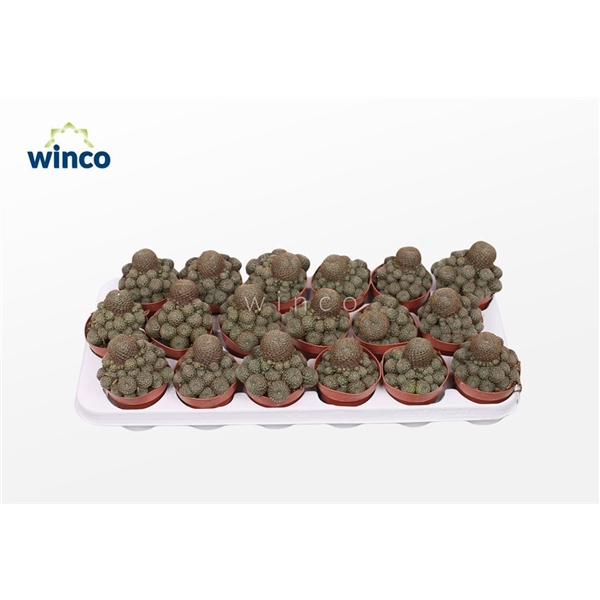 <h4>Rebutia Condorensis</h4>