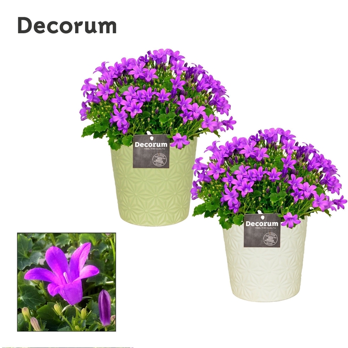 <h4>Campanula "Porto LL" Decorum Juliette</h4>