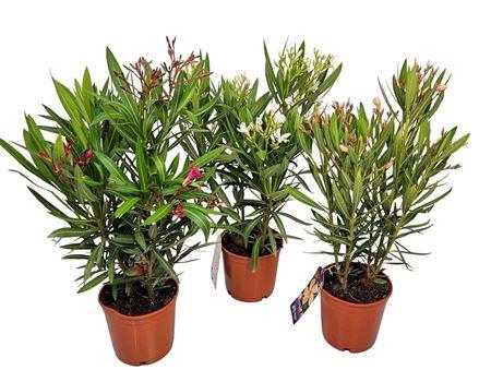<h4>Nerium Oleander Bush Mix</h4>