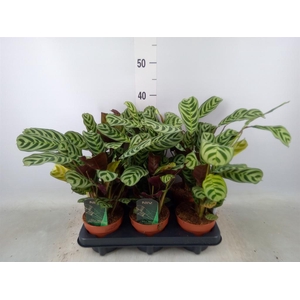 Ctenanthe burle-marxii