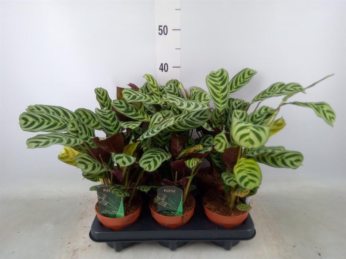 <h4>Ctenanthe burle-marxii</h4>