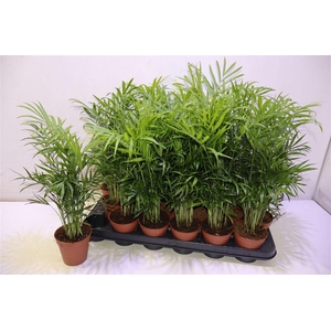 Chamaed Elegans