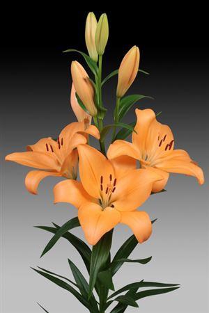 <h4>Li La Menton 5+</h4>