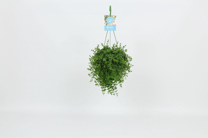 <h4>HangonGreen Peperomia Isabelle 14 cm</h4>