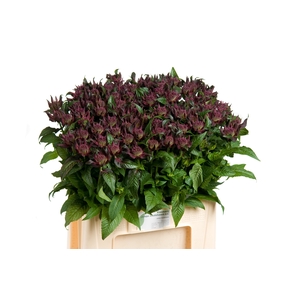 MONARDA PURPLE FOUNT