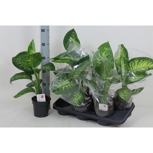 DIEFF SE TROPIC SNOW