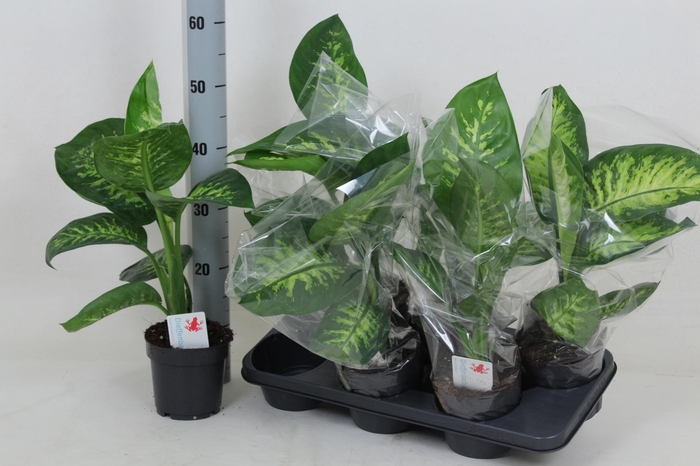 <h4>DIEFF SE TROPIC SNOW</h4>