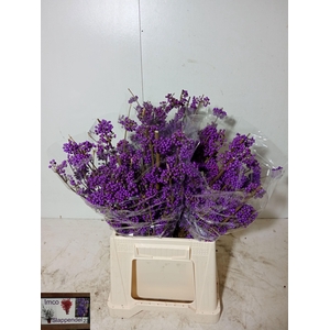 CALLICARPA BOD PROFU