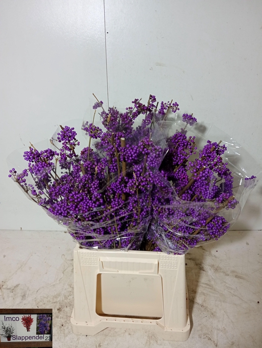 <h4>CALLICARPA BOD PROFU</h4>