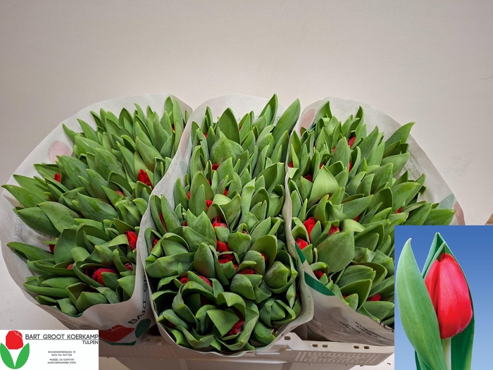 <h4>TU EN ESCAPE</h4>