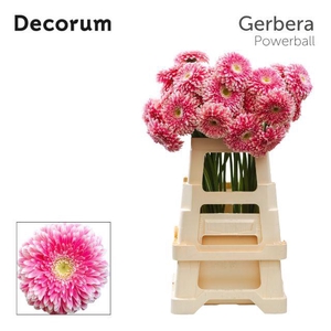 Gerbera Pomponi Power Ball Water x40 Lang