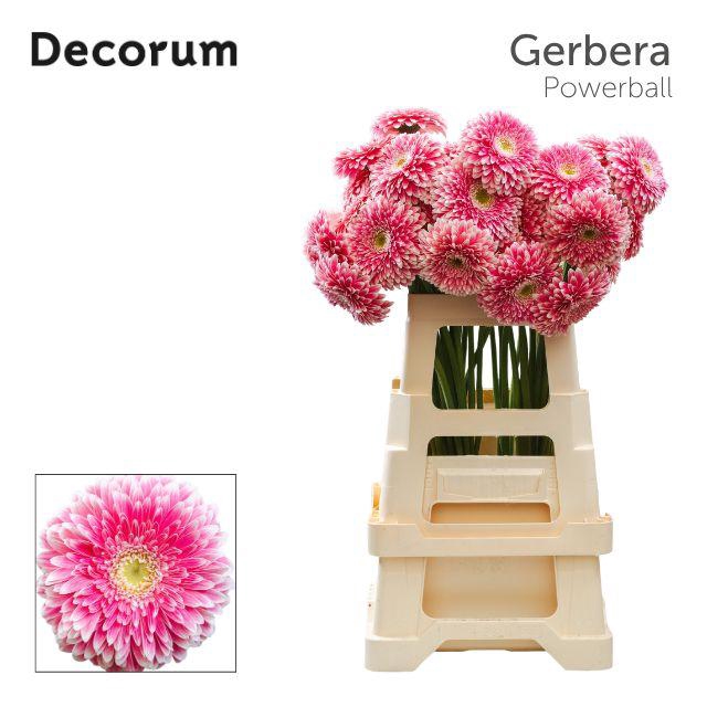 <h4>Gerbera Pomponi Power Ball Water x40 Lang</h4>