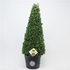 Ilex crenata 'Dark Green' cone 70-80cm