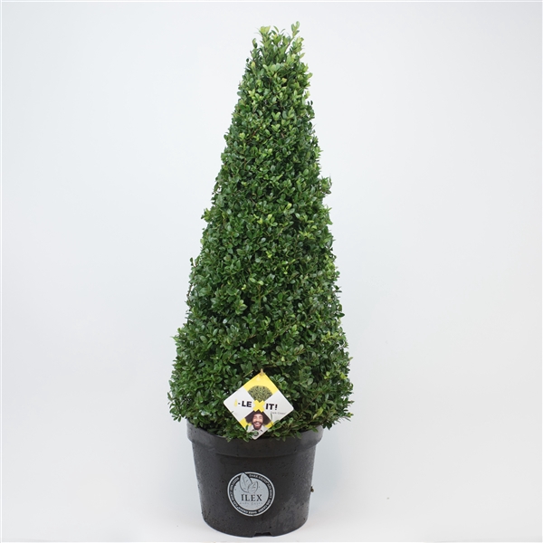 Ilex crenata 'Dark Green' cone 70-80cm