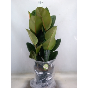 Ficus elastica 'Robusta'