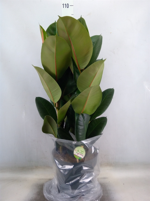 <h4>Ficus elastica 'Robusta'</h4>
