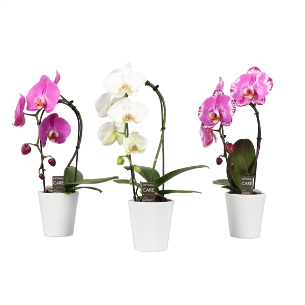 <h4>Cascade P9 Mix 1 spike in Donna White</h4>