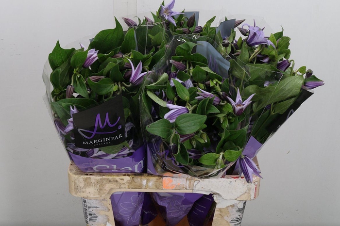 <h4>Clematis diversif. 'Star River'</h4>