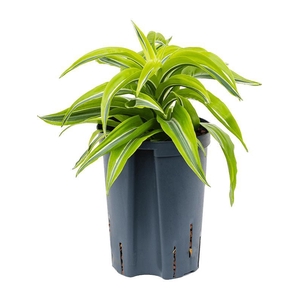 Dracaena fragrans 'Lemon Surprise'