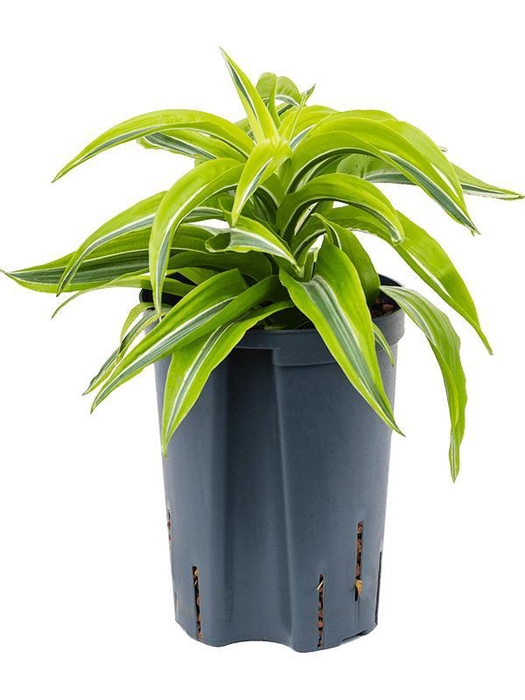 <h4>Dracaena fragrans 'Lemon Surprise'</h4>