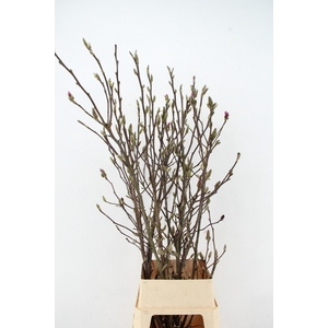 MAGNOLIA SUSAN PER STEM 140CM