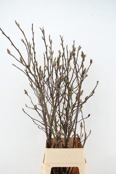 <h4>MAGNOLIA SUSAN PER STEM 140CM</h4>