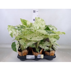 Alocasia   ...