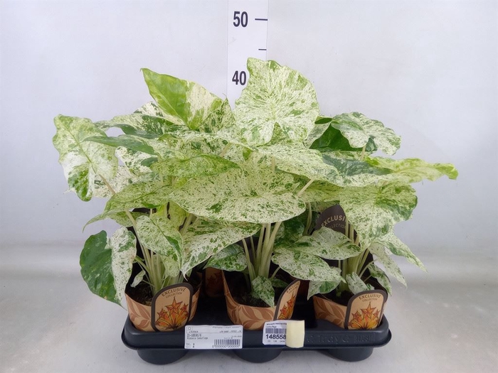 <h4>Alocasia   ...</h4>