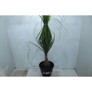BEAUCARNEA P24
