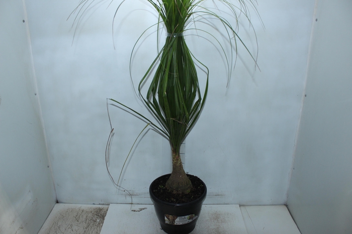 <h4>BEAUCARNEA P24</h4>