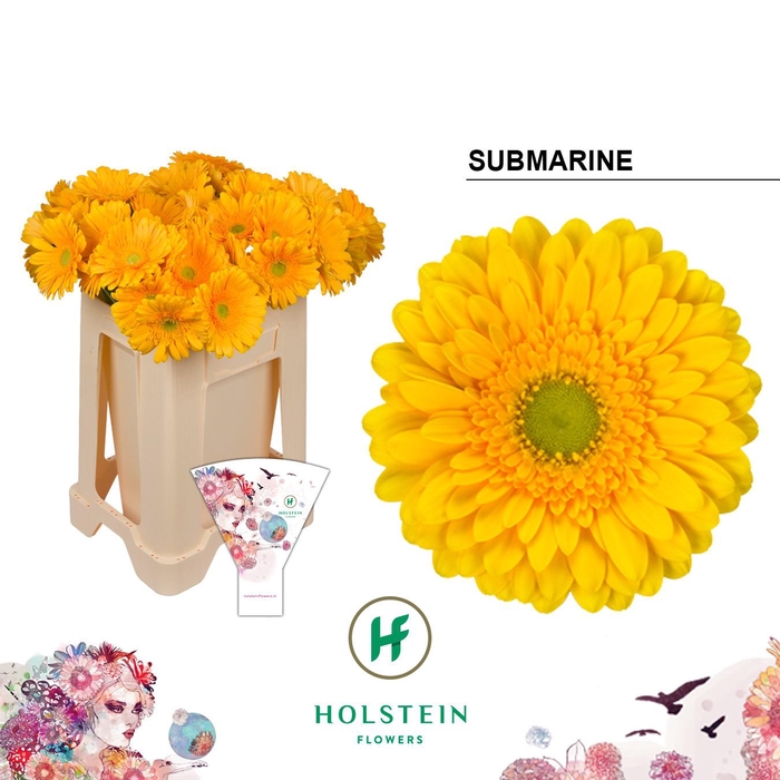 <h4>Gerbera Submarine</h4>