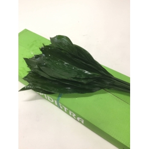 GR ASPIDISTRA GR OC 80 CM MPS-A