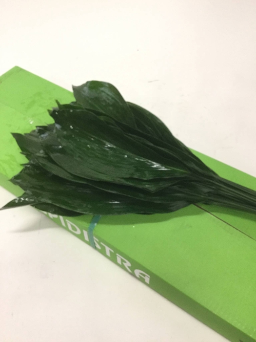 GR ASPIDISTRA GR OC 80 CM MPS-A