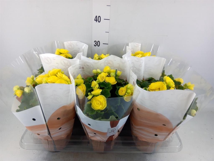 <h4>Begonia elat. HL 'Nadine'</h4>