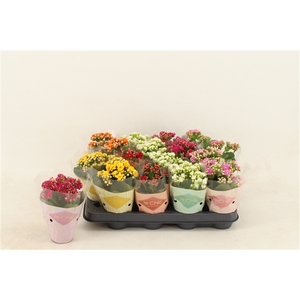 Kalanchoe Double, Le Chic Mix