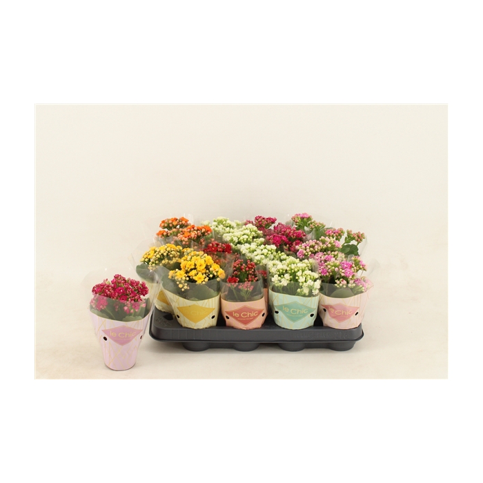<h4>Kalanchoe Double, Le Chic Mix</h4>