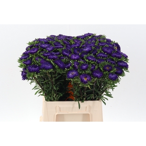 Callis Mats D Blauw