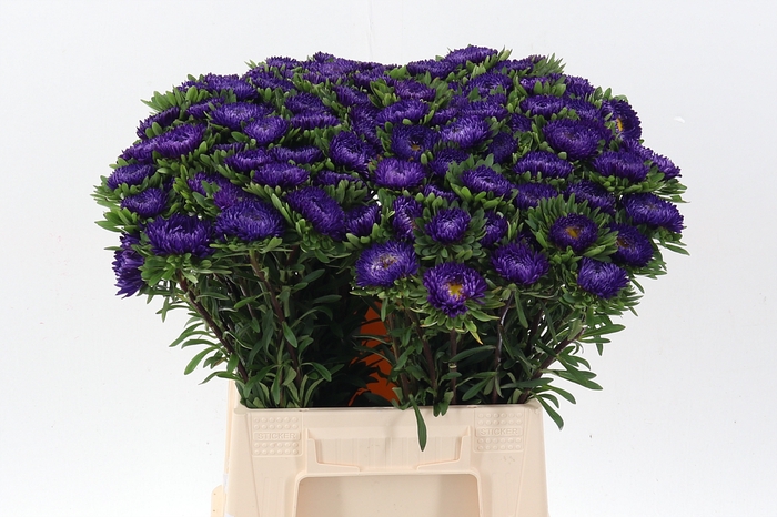 <h4>Callis Mats D Blauw</h4>