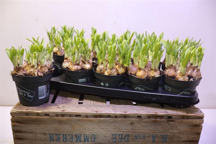 <h4>Narc O Tete A Tete</h4>