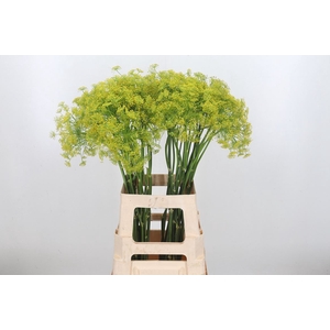 Anethum Graveolens