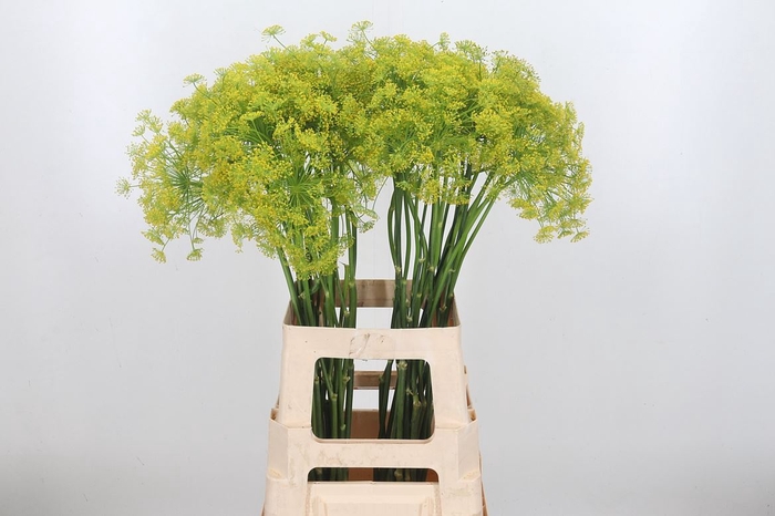 Anethum Graveolens