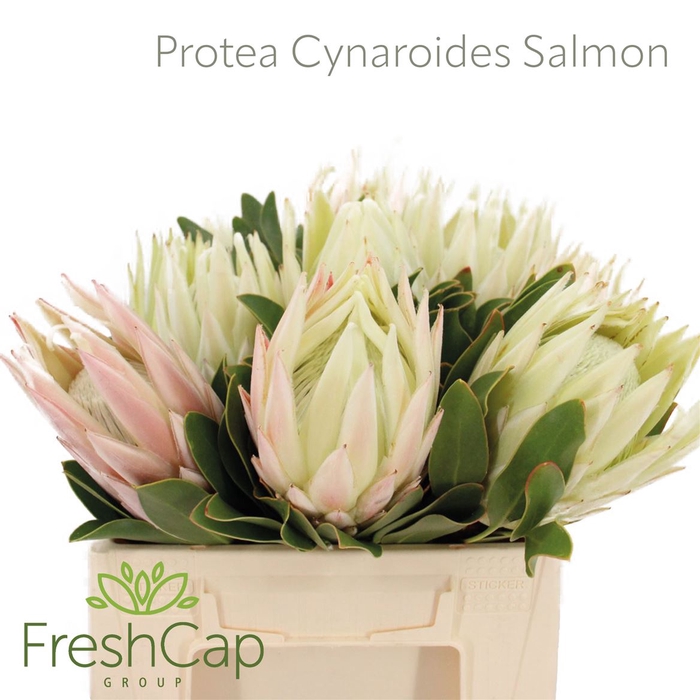 <h4>Protea Cynaroides Salmon</h4>