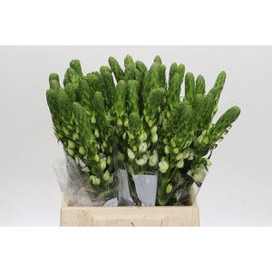 Ornithogalum Thyrsoides Milky Way