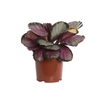 CALATHEA ROSEA PICTA ROSY P17